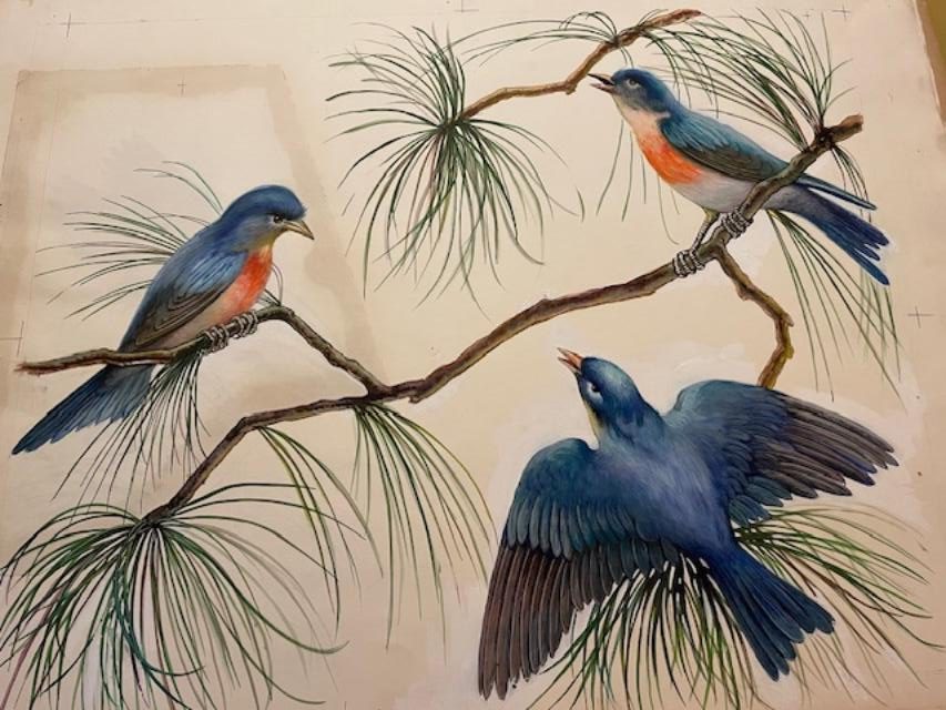 Three bluebirds perched on branches with pine needles, showcasing their vibrant colors and details.